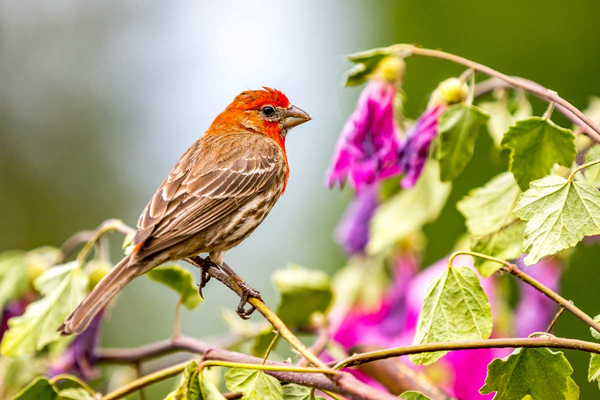 Nest Boxes: Supporting Biodiversity